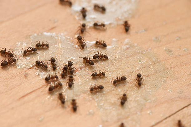 Best Pest Control for Homes  in East Setauket, NY