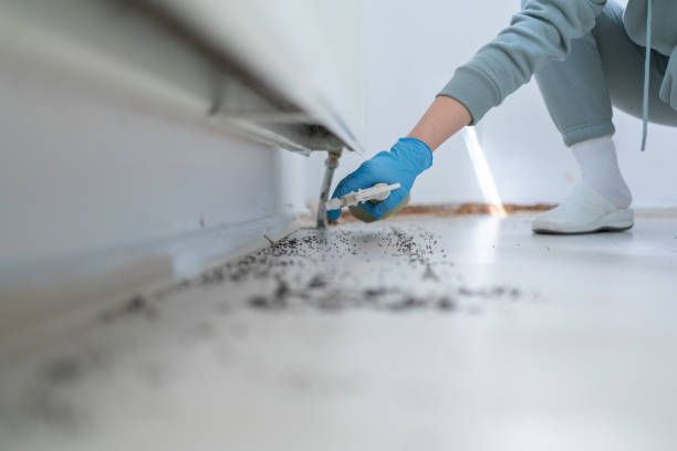 Wasp Removal Services in East Setauket, NY